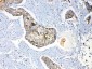Anti-Periplakin Picoband Antibody